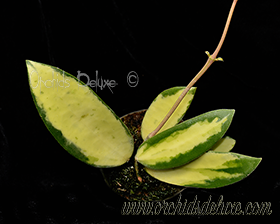 Hoya acuta variegated